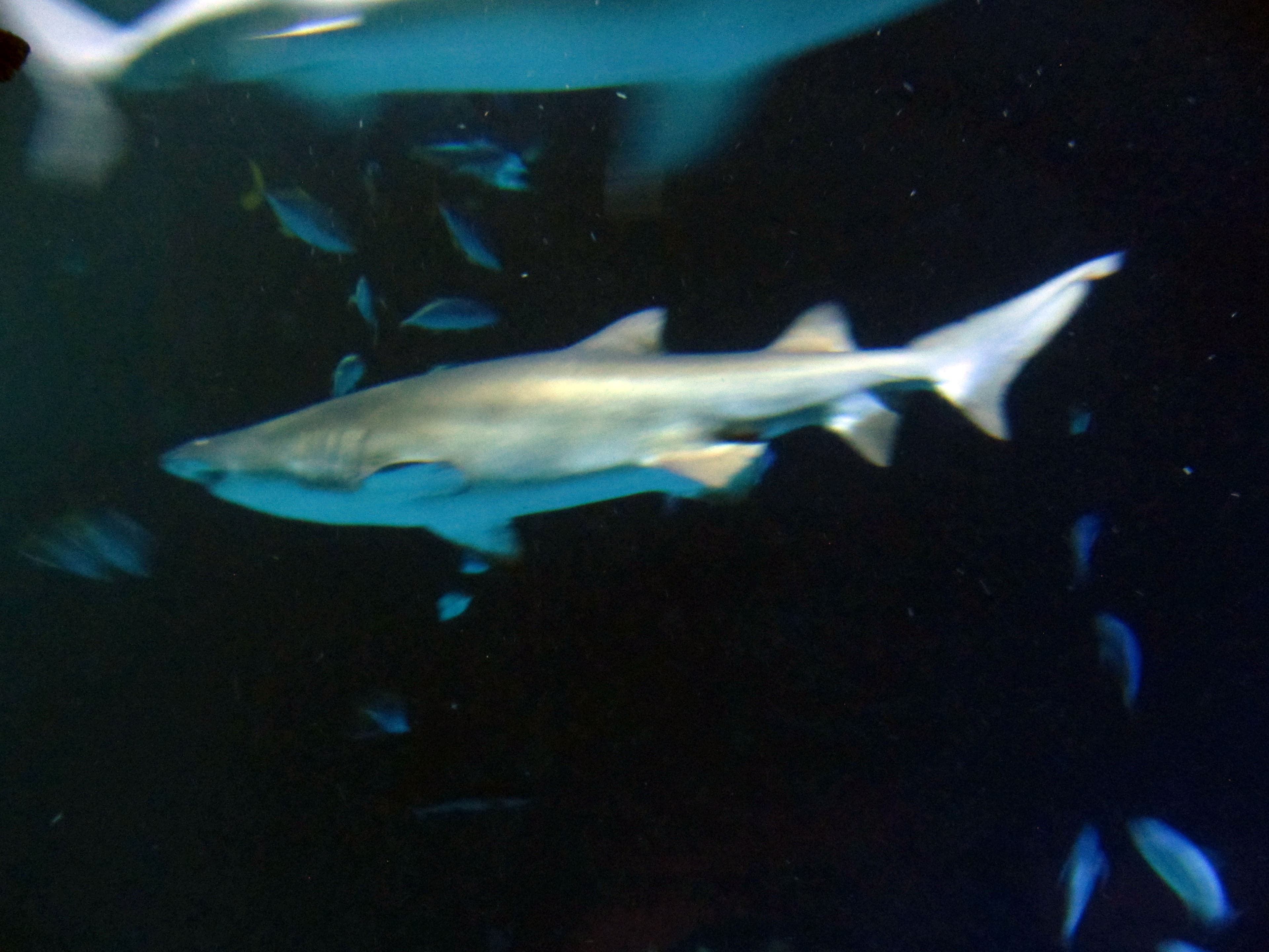 Shark Reef Aquarium at Mandalay Bay